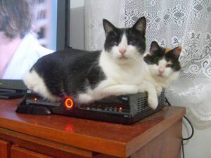 gato net - tv pirata